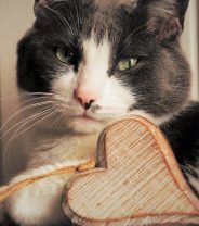 Does my cat have heart disease?