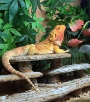 What's wrong with my Bearded Dragon?