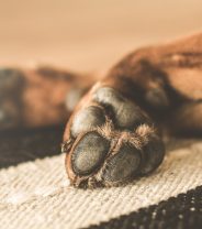 Why Does my Dog Lick His Paws?