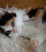 How and Why do vets Amputate Limbs?