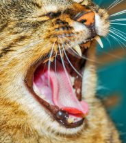 Why does my cat have “neck lesions”?