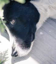 What is GDV in dogs and how is it treated?