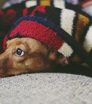 Why is my Dog Not Sleeping?