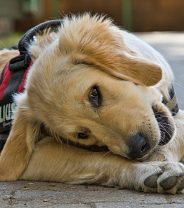 What nutrition does my dog need?