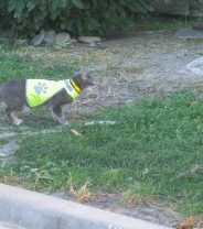 Should My Cat Wear High-Vis?