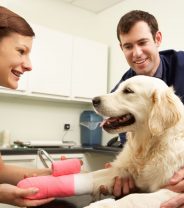When should I be concerned that my dog or cat is bleeding?