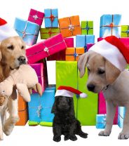 How to give something back to animals this Christmas  