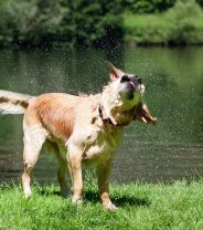 Are flea treatments environmentally friendly?