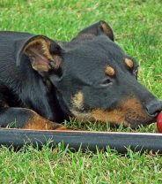 Can Dogs Eat Apples?