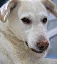 Can dogs and cats get stomach ulcers?