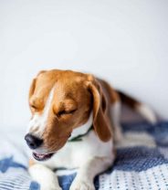 My dog has a cough - is it a cold or COVID-19?
