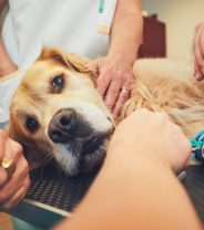 Out of Hours Veterinary Clinics