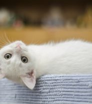 Can Cats Have Seizures?