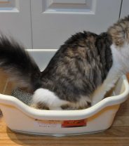Why does my cat have bladder trouble?
