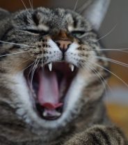 How Do You Know If A Cat Is In Pain?