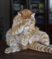 Giving medication to pets: a necessary but challenging task