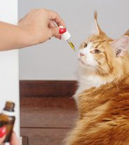 The Science of Cannabis in Animals