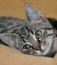 How can I make sure my cat stays happy after my baby arrives? 
