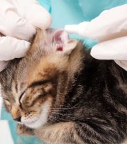 What does it mean if my cat has a high PCV blood result?