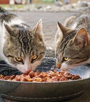 Can cats eat dog food, because it's cheaper?