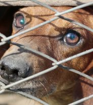 BBC, do you really think puppies are a business opportunity?