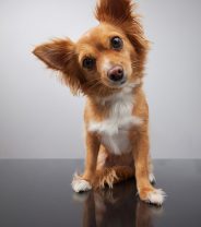 Is my dog deaf?