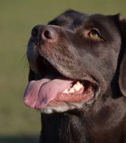 Sometimes it's not teeth - other causes of bad breath in pets.