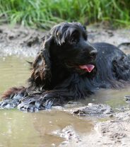 Ask a vet online - 