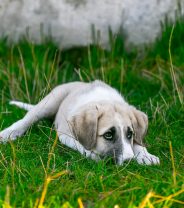 My dog’s really nervous after neutering - does he need some sort of HRT?