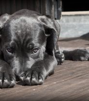 Ask a vet online - 'my dog only has one testicle down - what is the best age to have him neutered?'