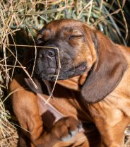 Ask a vet online - 'My dog keeps shaking his head and scratching his ears'
