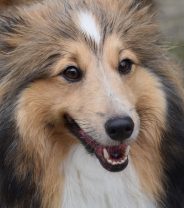 Is It Wrong to Call a Female Dog a ‘Bitch’?