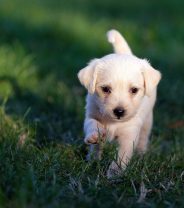 Dog Castration: a step by step guide to the operation