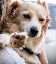 Do dogs like hugs?