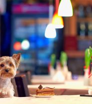What human food can dogs eat?
