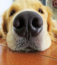 Can dogs really sniff out COVID-19?