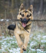 Should I throw sticks for my dog?