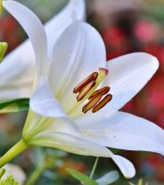 Lily poisoning in cats