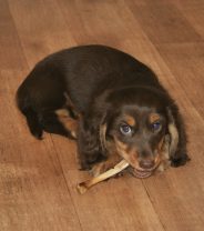 Dogs and bones - the truth about canine health and safety