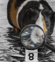 Why is my Guinea Pig Peeing Blood?