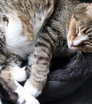 Why do cats sleep so much?