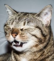 Do cats need cat flu vaccines?