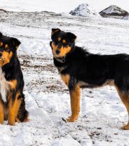 Why is my dog stiff in cold weather - is it just old age?