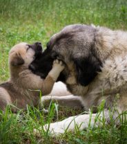 What is eclampsia in dogs?