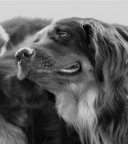Ask a Vet Online - 