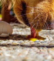 Can dogs eat raw eggs?