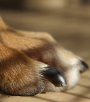 Why does my dog need his nails clipped?