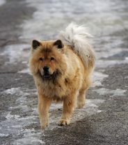 Looking after elderly pets in the winter