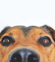 Does my dog have dry eye?