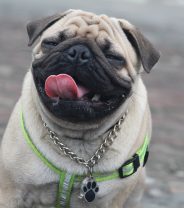Short-Nosed Dogs: What is BOAS?